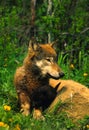 Gray Wolf Mother and Pup