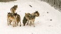 Gray wolf pack in winter in Minnesota with snow