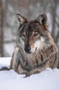 The gray wolf, commonly called wolf