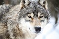 Gray wolf in winter snowing Royalty Free Stock Photo