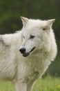 Gray Wolf portrait Royalty Free Stock Photo