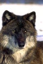 Gray Wolf Portrait  35619 Royalty Free Stock Photo