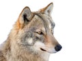 Gray wolf portrait isolated on white Royalty Free Stock Photo
