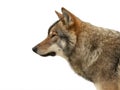 gray wolf portrait isolated on white Royalty Free Stock Photo