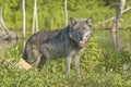 Gray wolf portriit beside pond