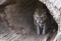 Gray wolf pup close up Royalty Free Stock Photo