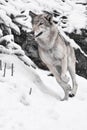 Gray wolf quickly runs through the forest, a powerful impetuous wild beast in winter Royalty Free Stock Photo