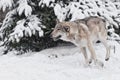 gray wolf quickly runs through the forest, a powerful impetuous wild beast in winter Royalty Free Stock Photo