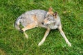 Gray wolf resting in the green grass in the foreground, Royalty Free Stock Photo