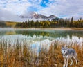 Gray wolf in the Rockies Royalty Free Stock Photo