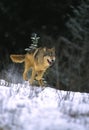 Gray Wolf Running Royalty Free Stock Photo