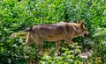 The gray wolf is running on the forest Royalty Free Stock Photo