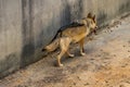 The gray wolf is running on the Kyiv zoo in Ukraine Royalty Free Stock Photo