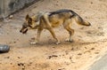 The gray wolf is running on the Kyiv zoo in Ukraine Royalty Free Stock Photo
