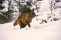 Gray Wolf Running in Snow Royalty Free Stock Photo