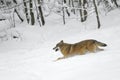 Gray wolf running in winter snow Royalty Free Stock Photo