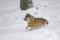 Gray wolf running in winter snow Royalty Free Stock Photo