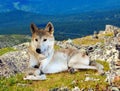 Gray wolf sits on stone