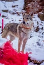 Gray wolf sits on white snow