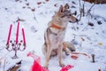 Gray wolf sits on white snow Royalty Free Stock Photo