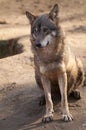 Gray Wolf Sitting