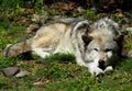 Gray Wolf Sleeping Comfortably