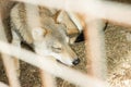 Gray wolf sleeps in a cage in a zoo Royalty Free Stock Photo