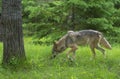 Gray Wolf smelling in green grass. Royalty Free Stock Photo