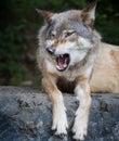 Gray wolf snarls Royalty Free Stock Photo