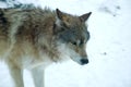 Gray wolf in the snow Royalty Free Stock Photo