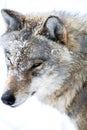 Gray Wolf in the snowfall Royalty Free Stock Photo
