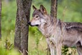 Gray Wolf Standing in front of trees looking left.