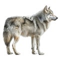 A Gray Wolf Standing in Profile Royalty Free Stock Photo