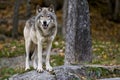 Gray Wolf Standing On A Rock. Royalty Free Stock Photo