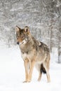 gray wolf standing on the snow Royalty Free Stock Photo