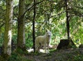 Gray Wolf in the taiga forest Royalty Free Stock Photo