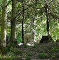 Gray Wolf in the taiga forest Royalty Free Stock Photo