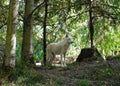 Gray Wolf in the taiga forest Royalty Free Stock Photo