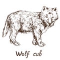 Gray Wolf timber wolf or western wolf cub, hand drawn doodle Royalty Free Stock Photo