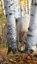 Gray wolf in autumn setting