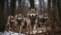 Gray wolf walking in snow, looking at camera with focus generated by AI Royalty Free Stock Photo