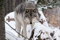 Gray Wolf Walking Through The Snow Royalty Free Stock Photo