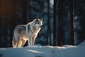 Gray wolf walks through a snowy winter forest. European wolf in natural habitat. Wild life Royalty Free Stock Photo