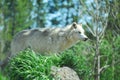 Gray Wolf Watching Royalty Free Stock Photo