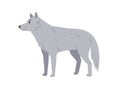 Gray wolf, wild forest animal. Woods hunter, predator. Canine beast, carnivore of Northern woodland. North dog-like