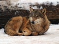 Gray Wolf in a winter Royalty Free Stock Photo