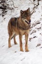 Gray Wolf in a winter Royalty Free Stock Photo