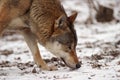 Gray Wolf in a winter Royalty Free Stock Photo