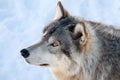 Gray Wolf in Winter Royalty Free Stock Photo