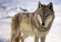 Gray wolf in winter Royalty Free Stock Photo